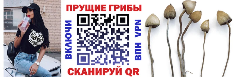 как найти закладки  Черноголовка  Псилоцибиновые грибы Cubensis 